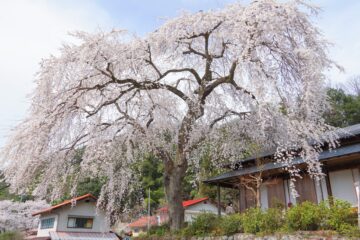 ふるさとおおち伝承館の前川桜